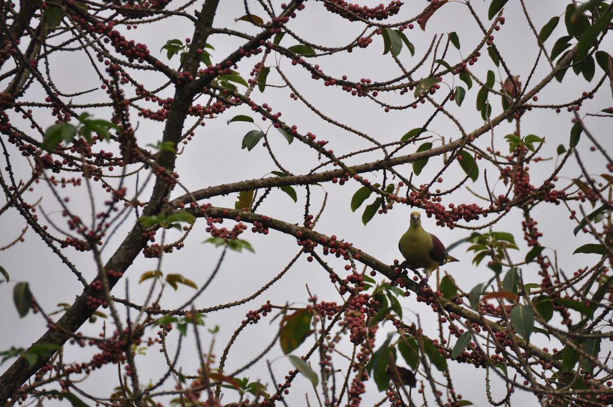 Whistling Green-Pigeon (Taiwan) - Anonymous