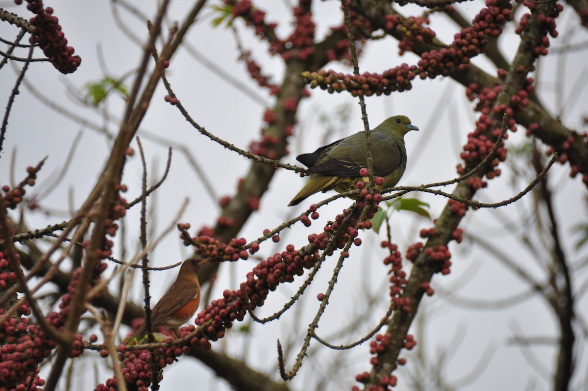Whistling Green-Pigeon (Taiwan) - ML87682851