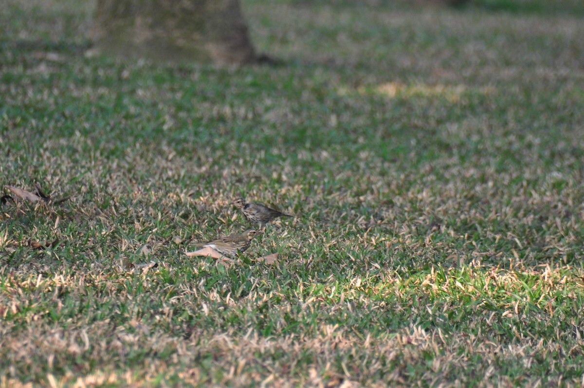 Olive-backed Pipit - ML87683171