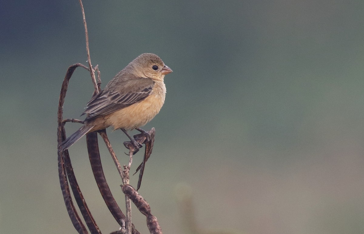 Double-collared Seedeater - Dave Curtis