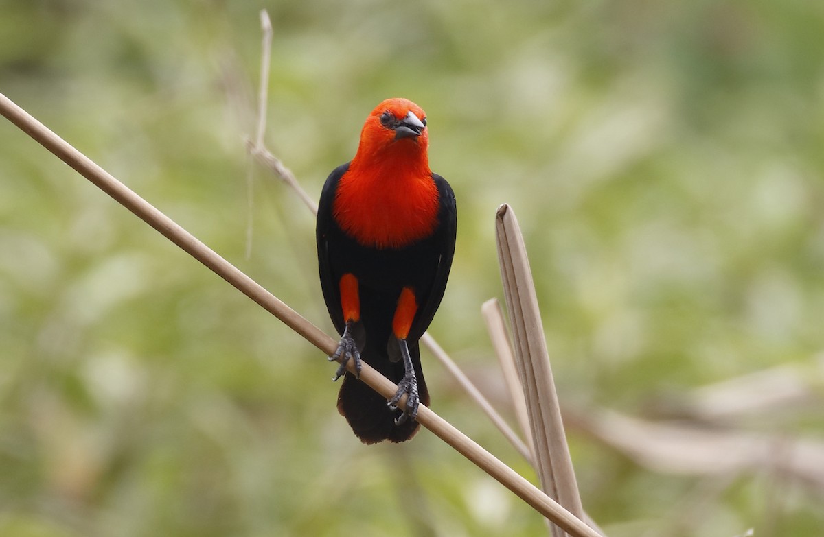 Scarlet-headed Blackbird - Dave Curtis