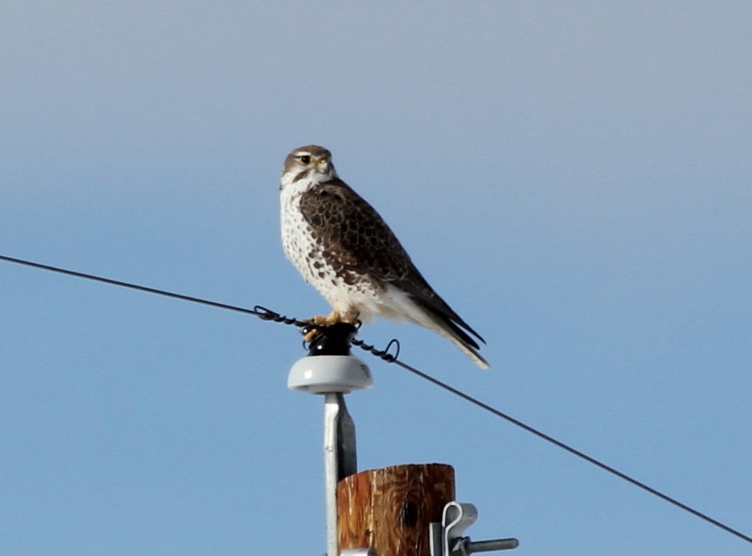 Prairie Falcon - Linda Rebich