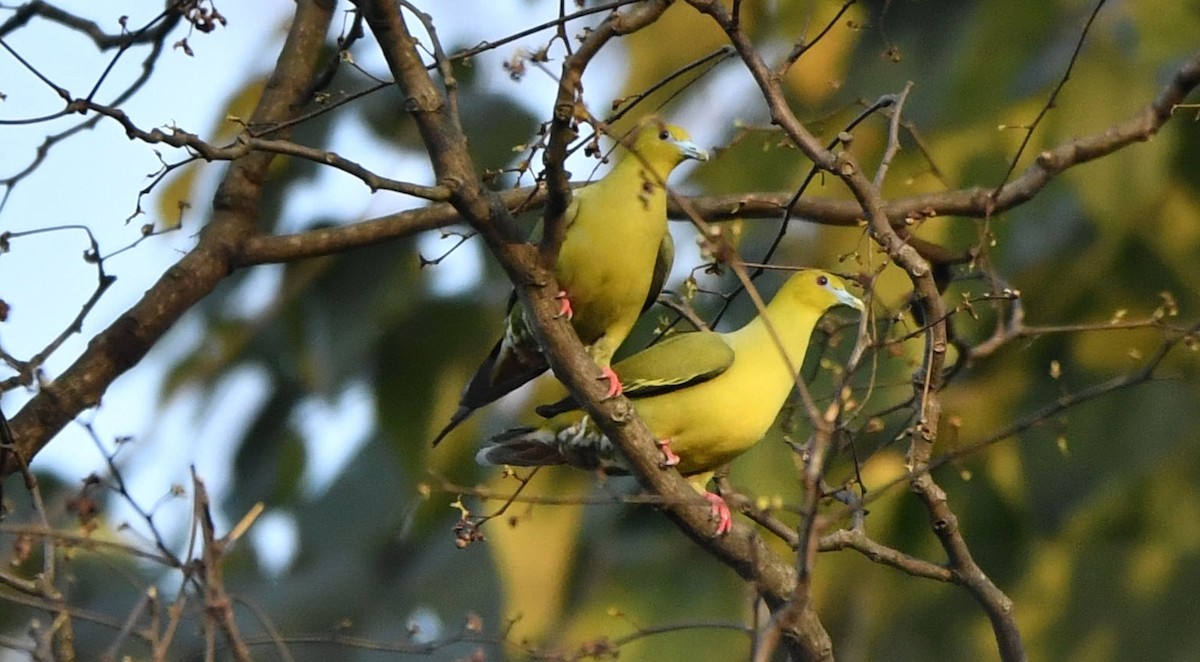 Pin-tailed Green-Pigeon - Vinoba Anand