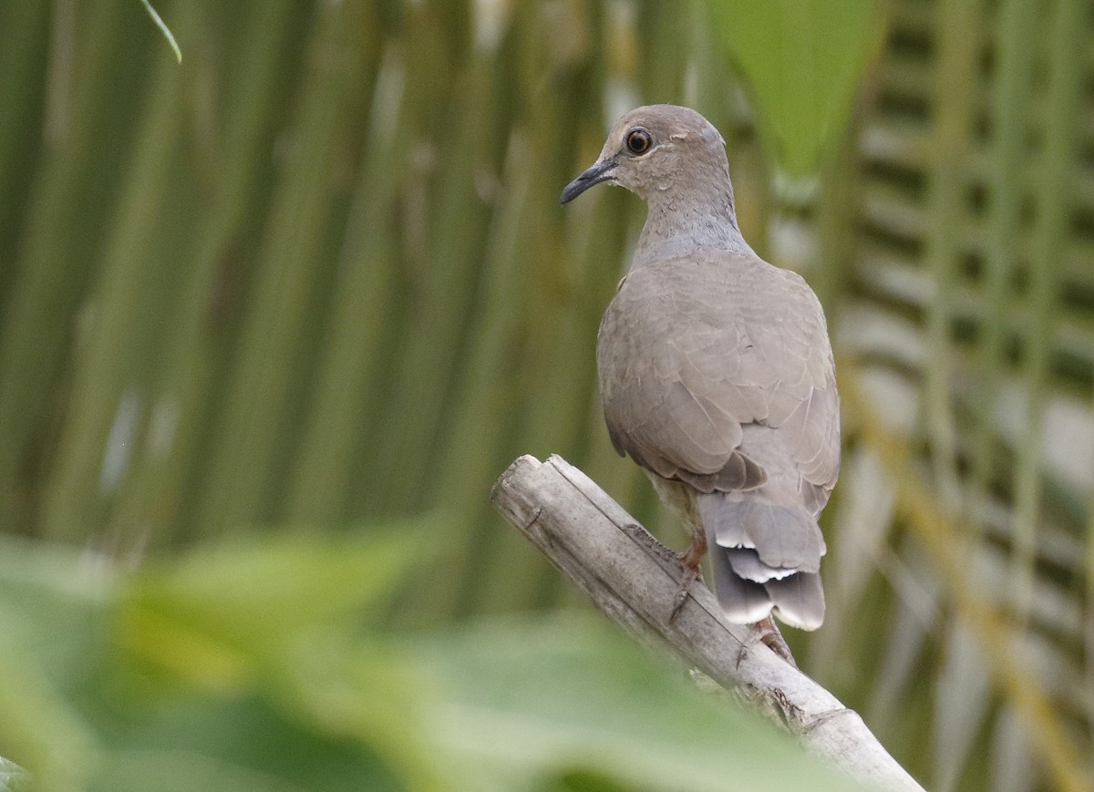 White-tipped Dove - Dave Curtis