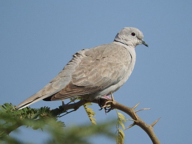 Eurasian Collared-Dove - ML87685421