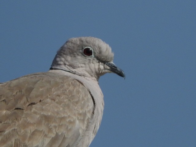 Eurasian Collared-Dove - ML87685911