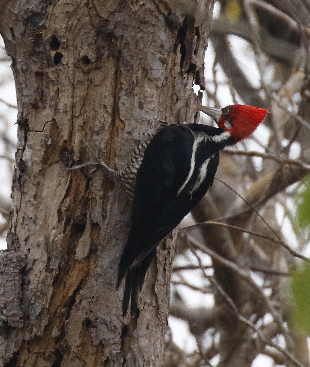 Crimson-crested Woodpecker - Dave Curtis