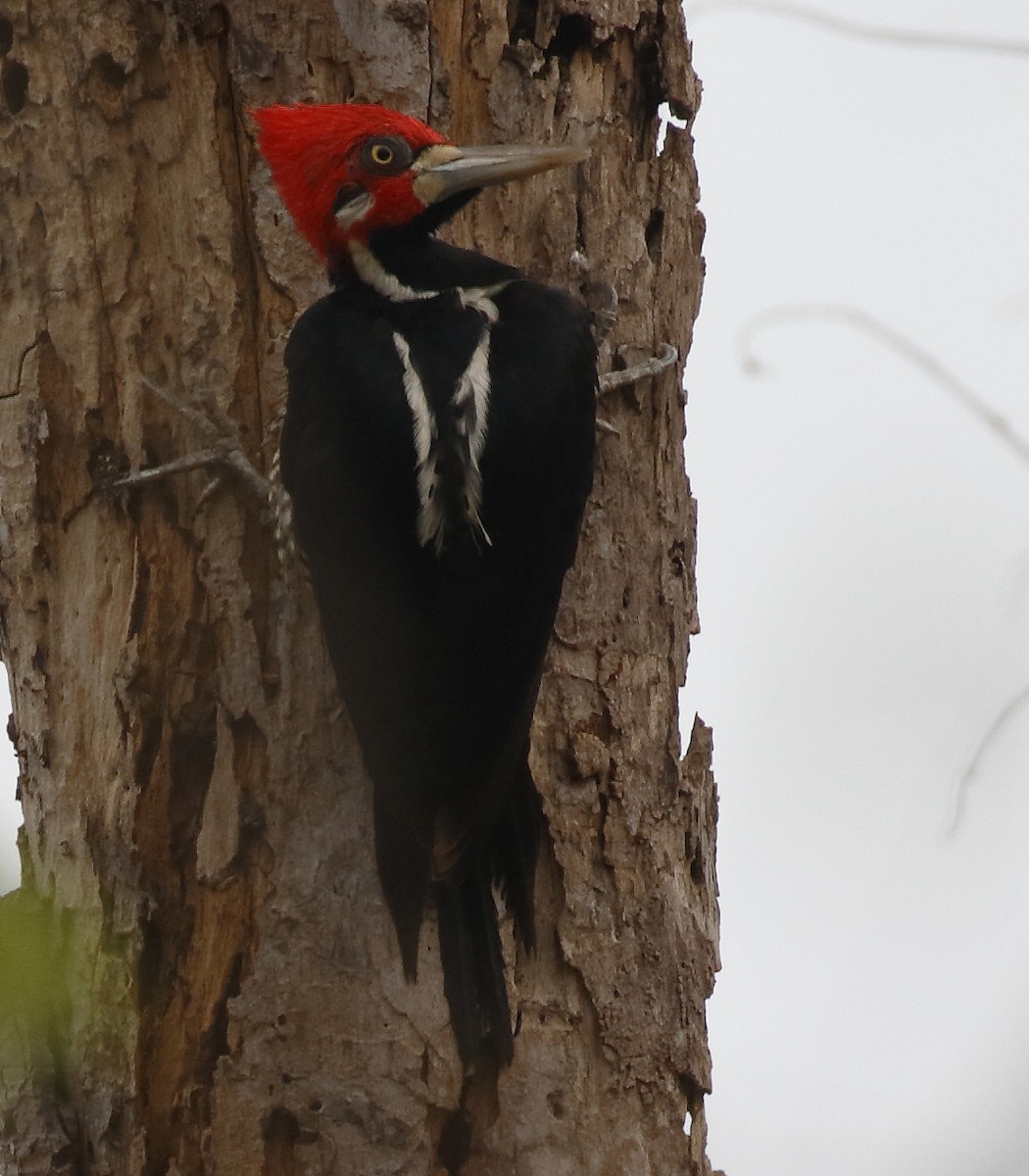 Crimson-crested Woodpecker - ML87685971