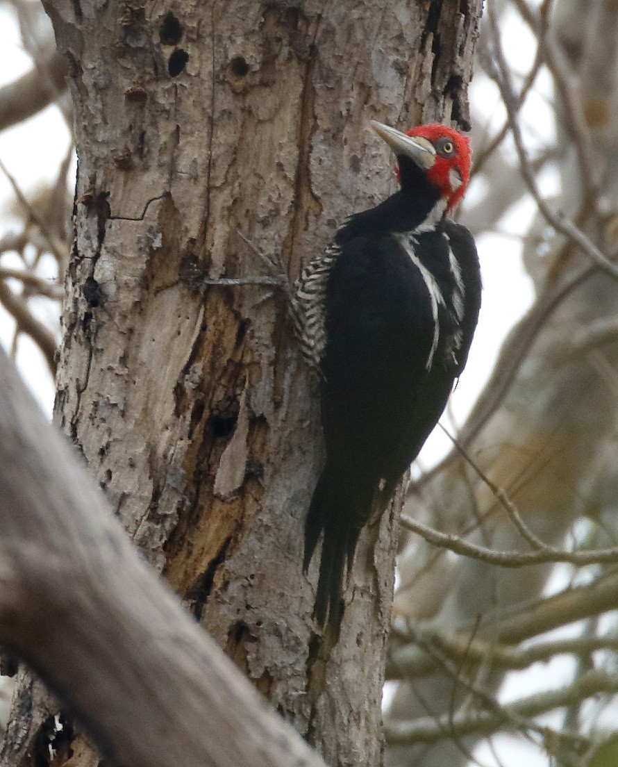 Crimson-crested Woodpecker - ML87685991