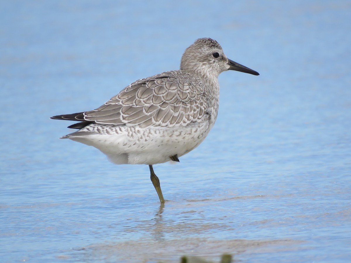 Red Knot - ML87686011