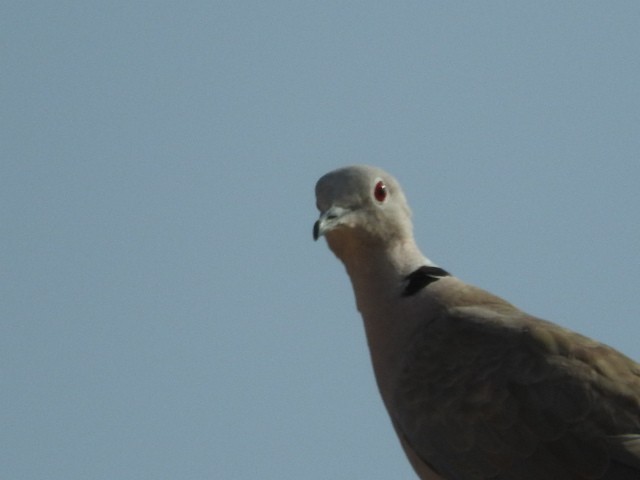 Eurasian Collared-Dove - ML87686021