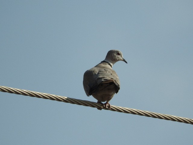 Eurasian Collared-Dove - ML87686131
