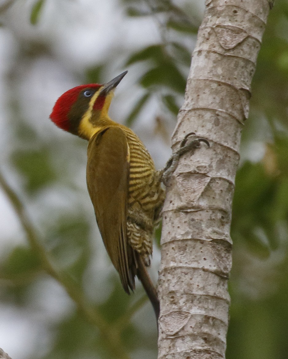 Golden-green Woodpecker - ML87686151
