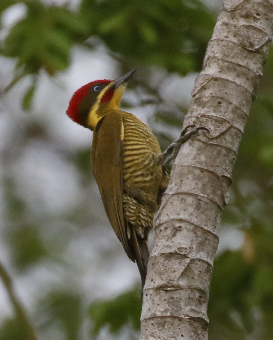Golden-green Woodpecker - ML87686171