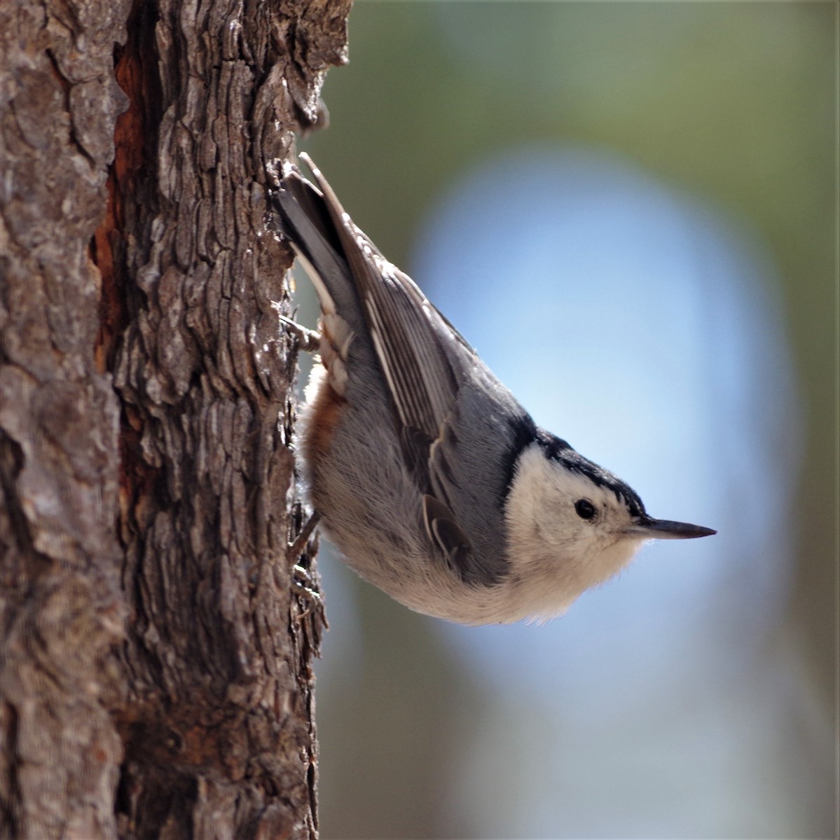 White-breasted Nuthatch - Brenda Wright