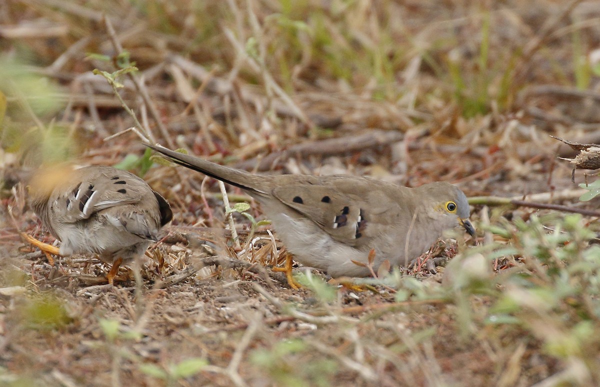 Long-tailed Ground Dove - ML87687581