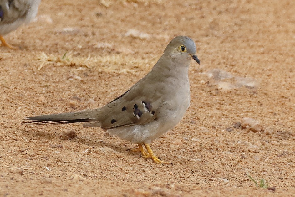 Long-tailed Ground Dove - ML87687591