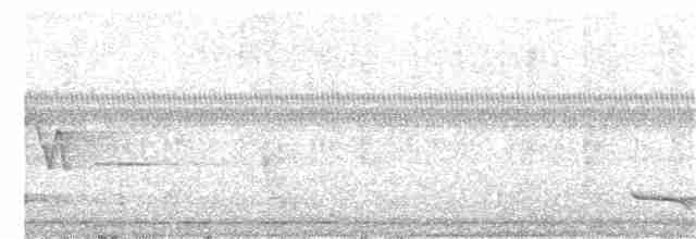 Trogon rosalba (aurantiiventris/underwoodi) - ML87687671