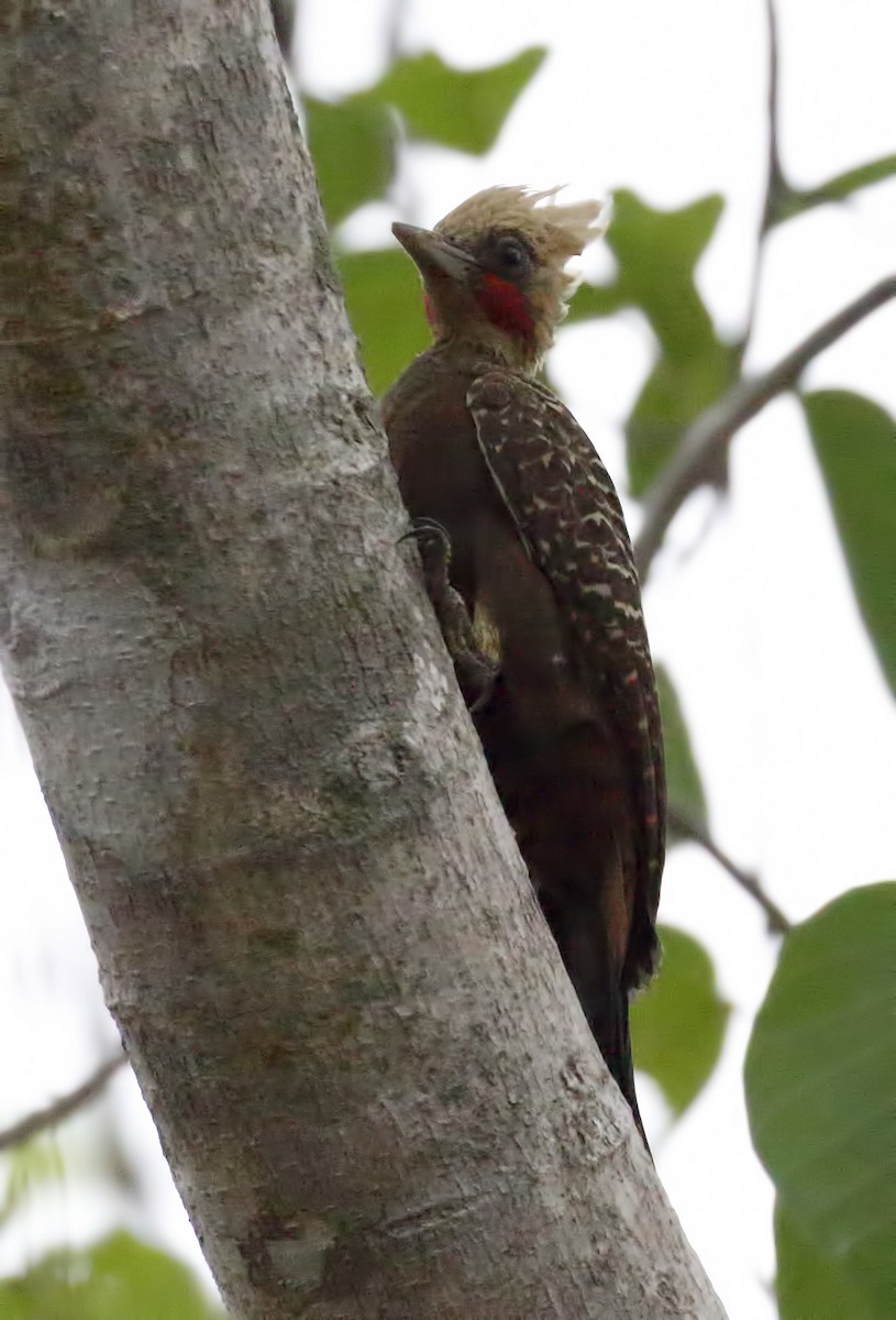 Pale-crested Woodpecker - ML87687691