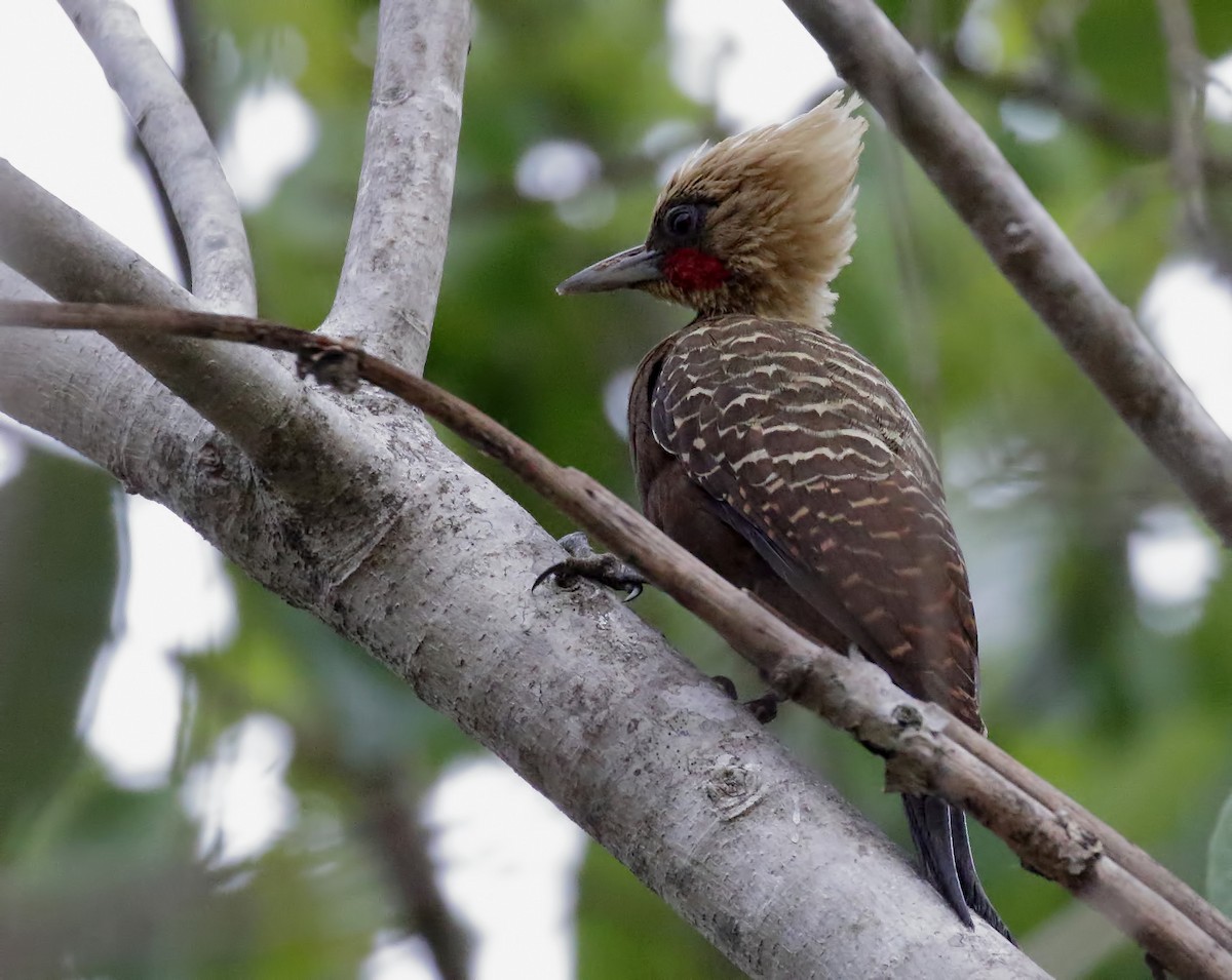 Pale-crested Woodpecker - ML87687711