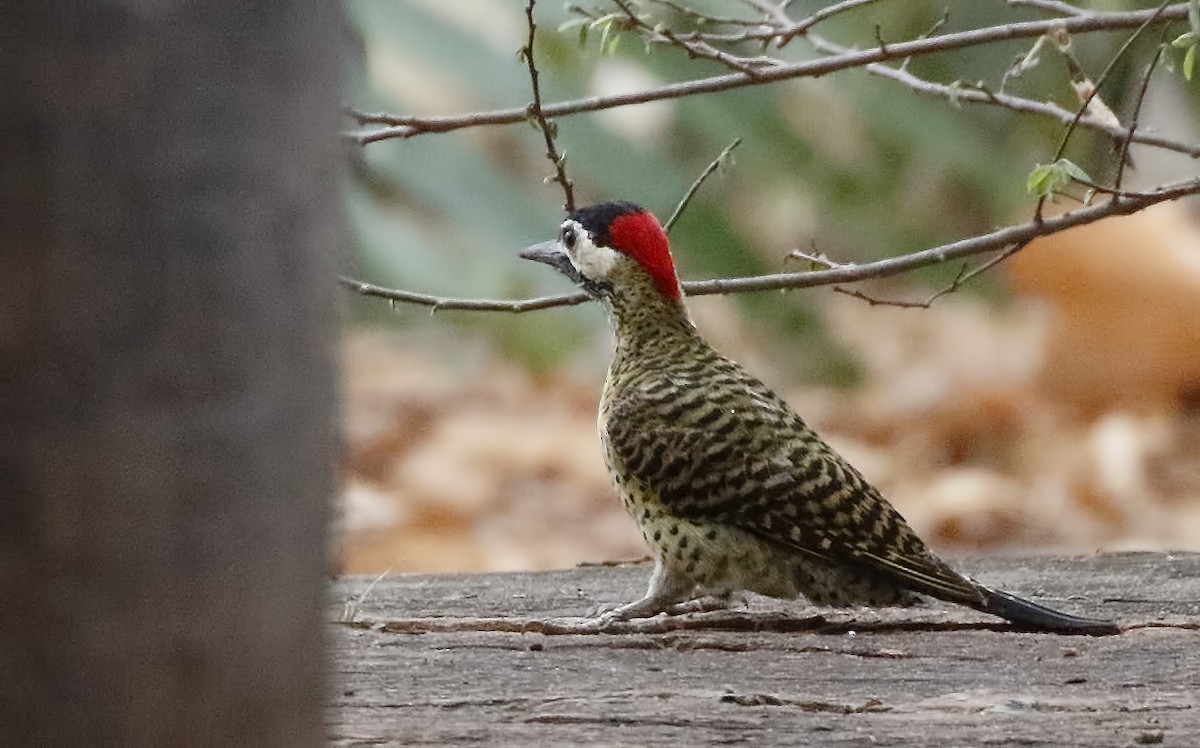 Green-barred Woodpecker - ML87688501