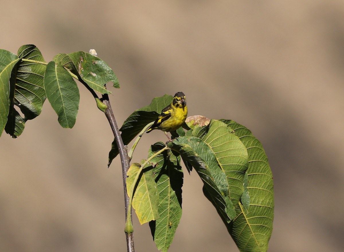 Yellow-breasted Greenfinch - ML87690871