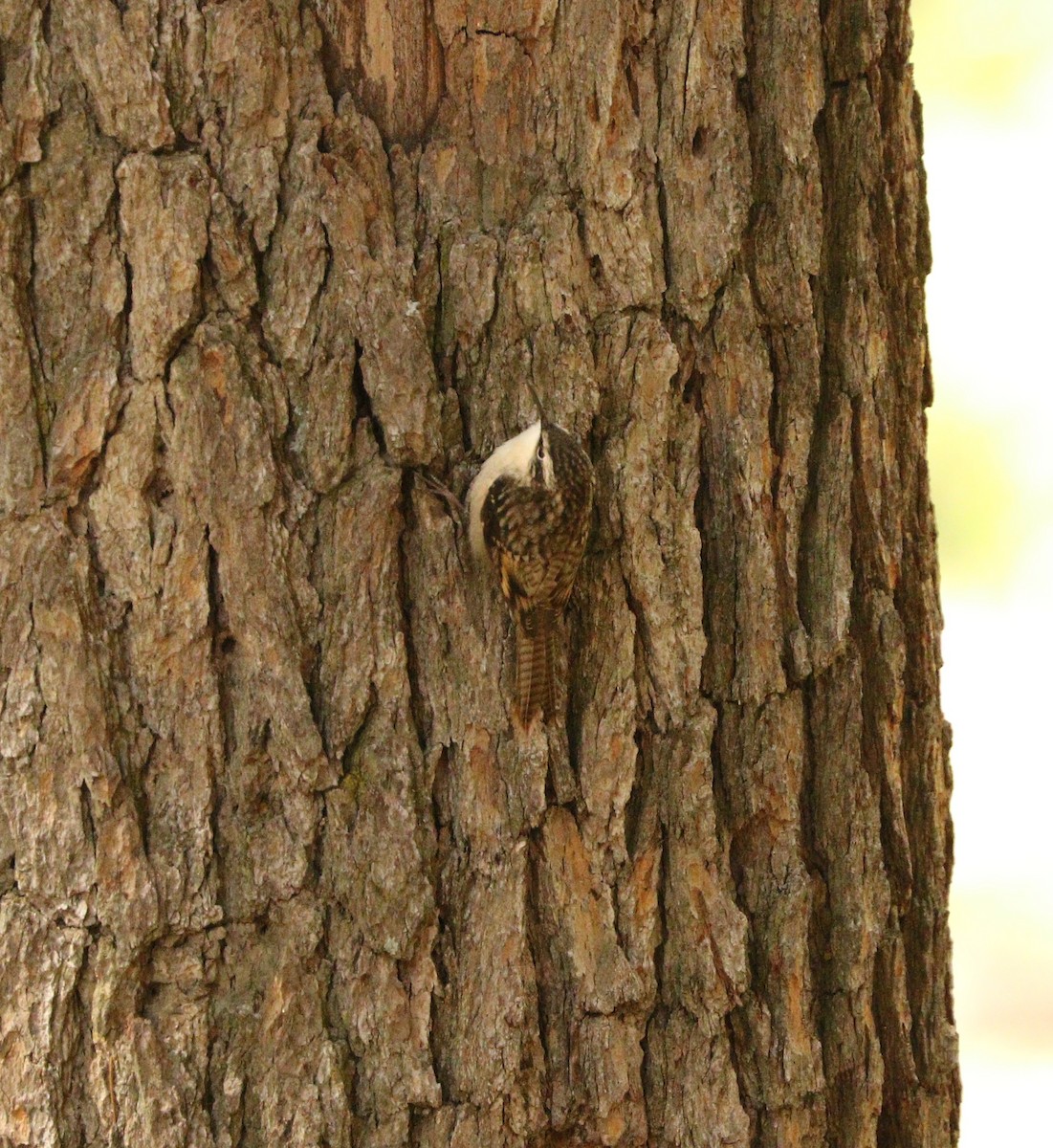 Bar-tailed Treecreeper - ML87691781