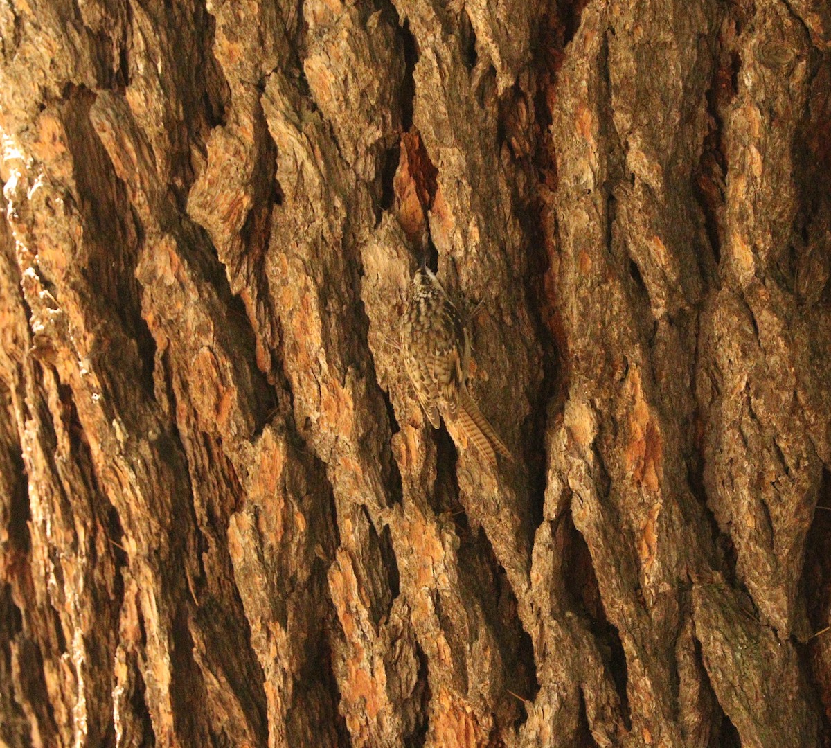 Bar-tailed Treecreeper - Suresh  Rana