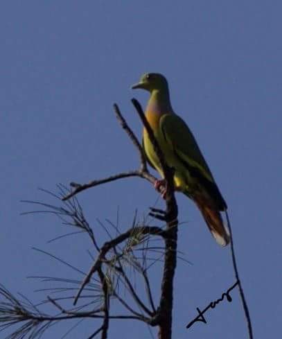 Orange-breasted Green-Pigeon - India Bird Digitization (Group Account)