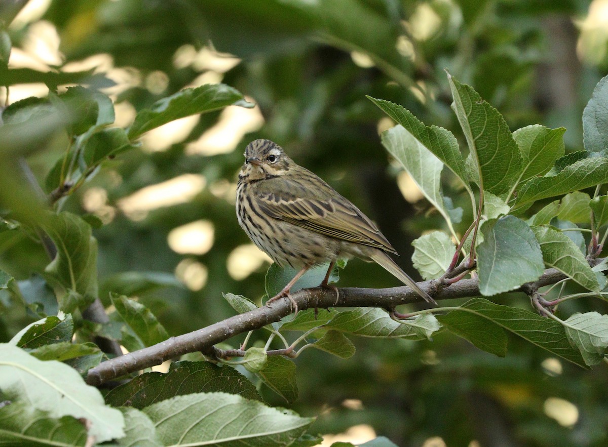 Olive-backed Pipit - ML87692571