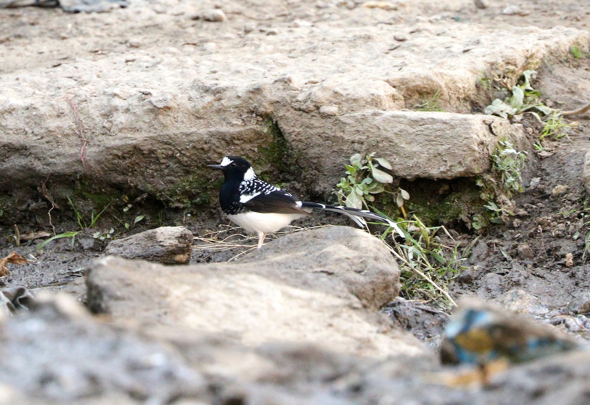 Spotted Forktail - Suresh  Rana