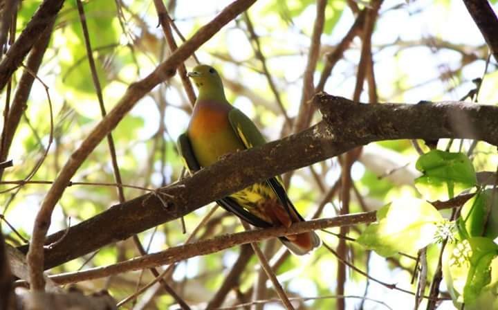 Orange-breasted Green-Pigeon - India Bird Digitization (Group Account)