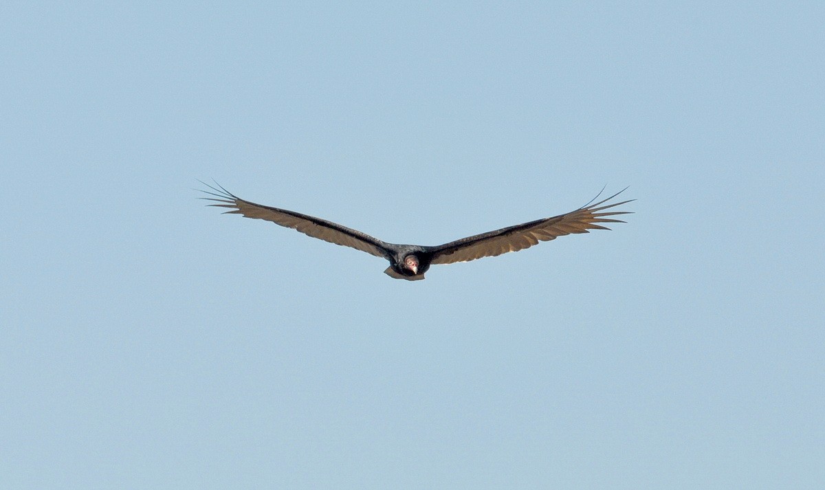 Turkey Vulture - ML87696231