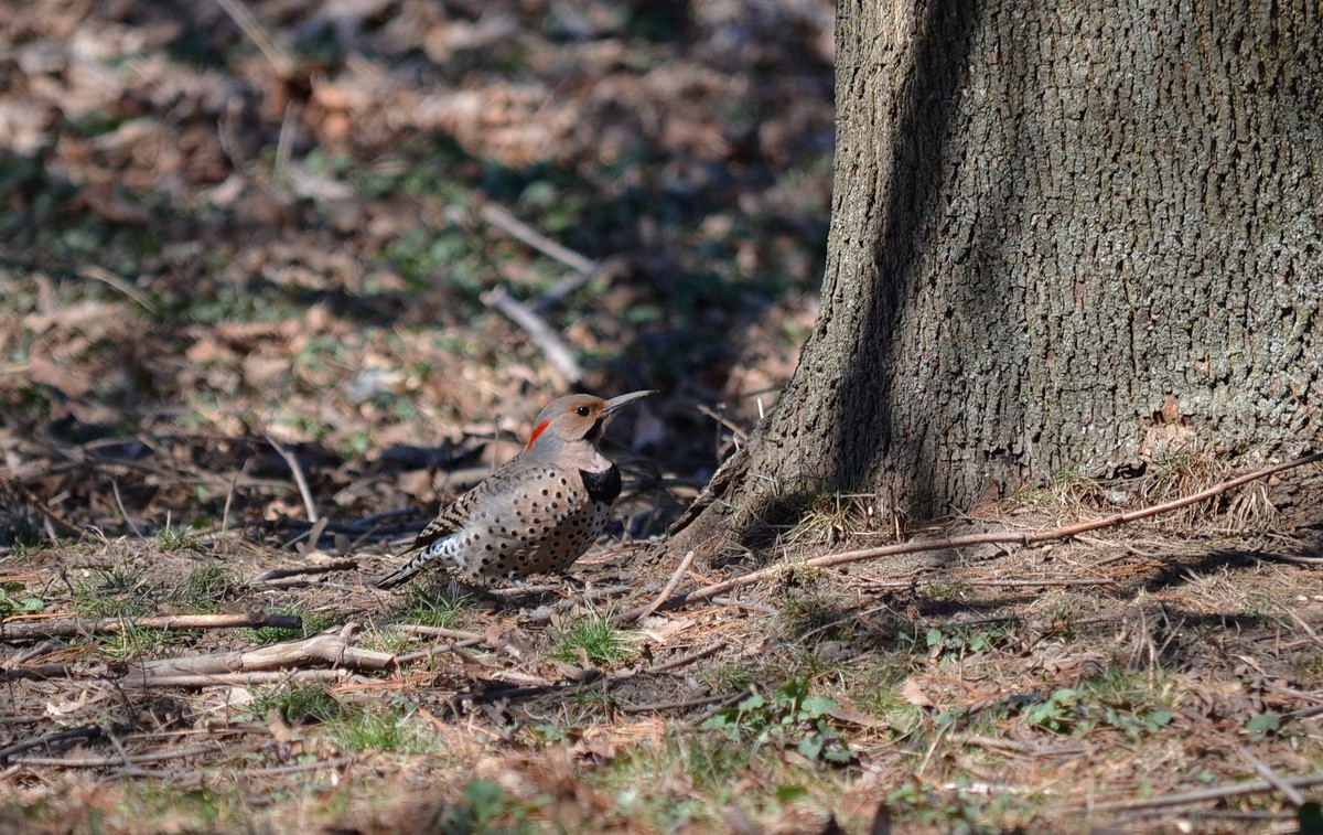 Northern Flicker (Yellow-shafted) - ML87696281