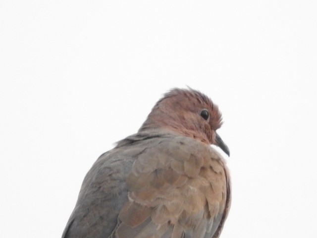 Laughing Dove - ML87697131