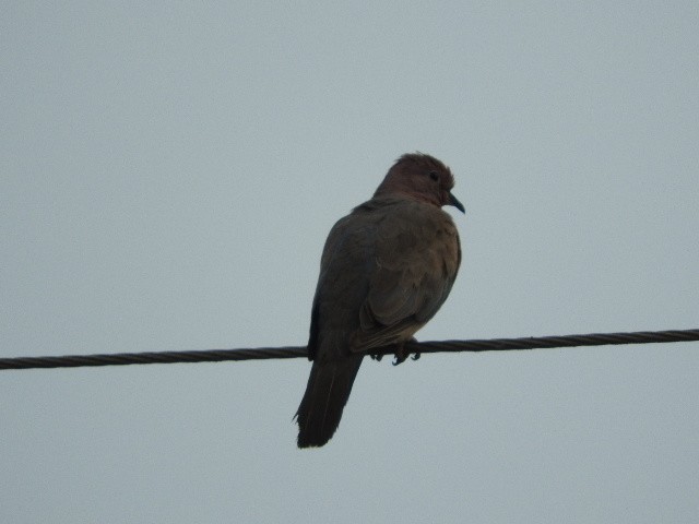 Laughing Dove - ML87697171