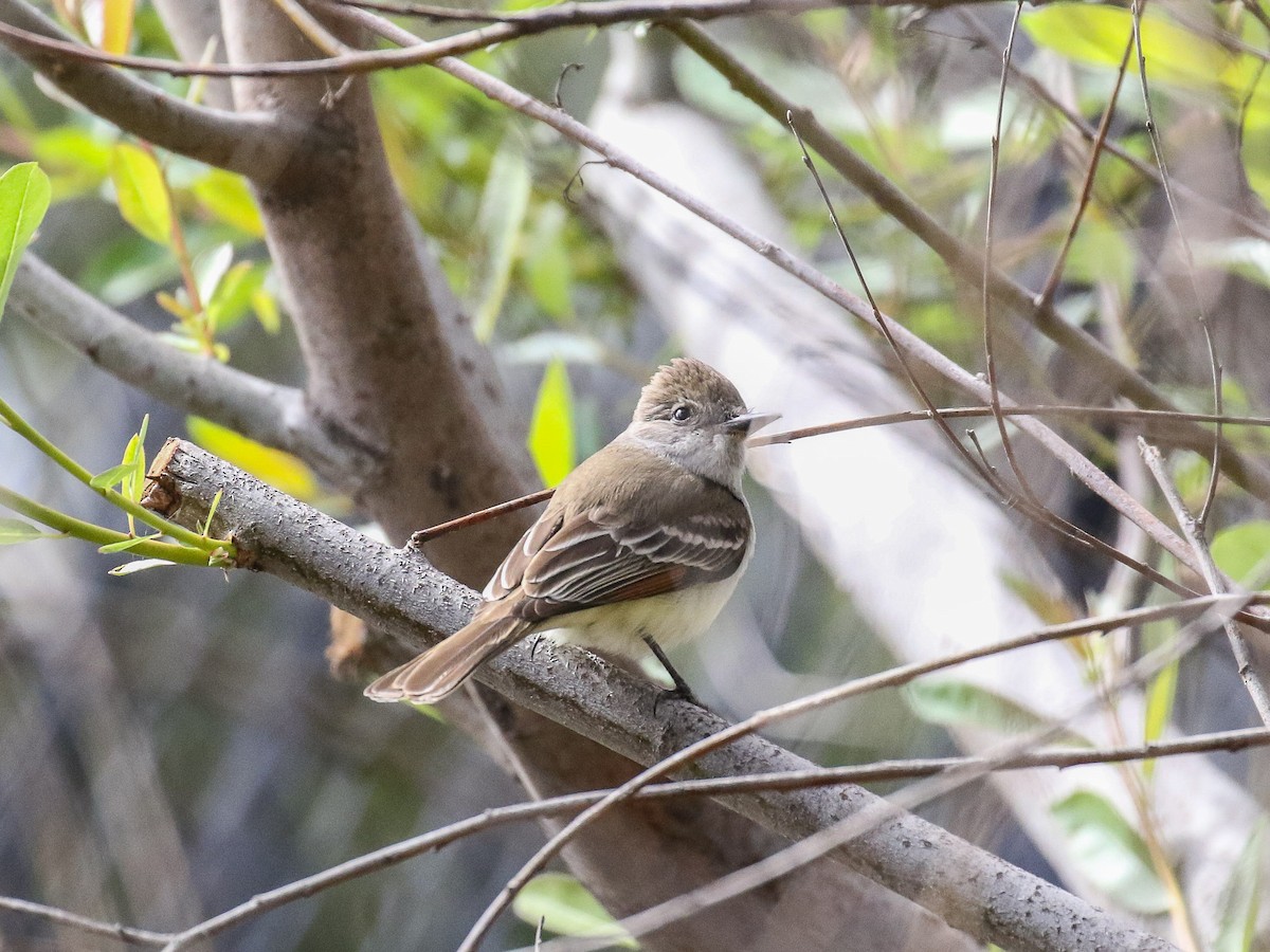 Ash-throated Flycatcher - Bruce Aird