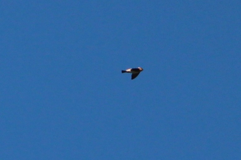 Cave Swallow - ML87700811