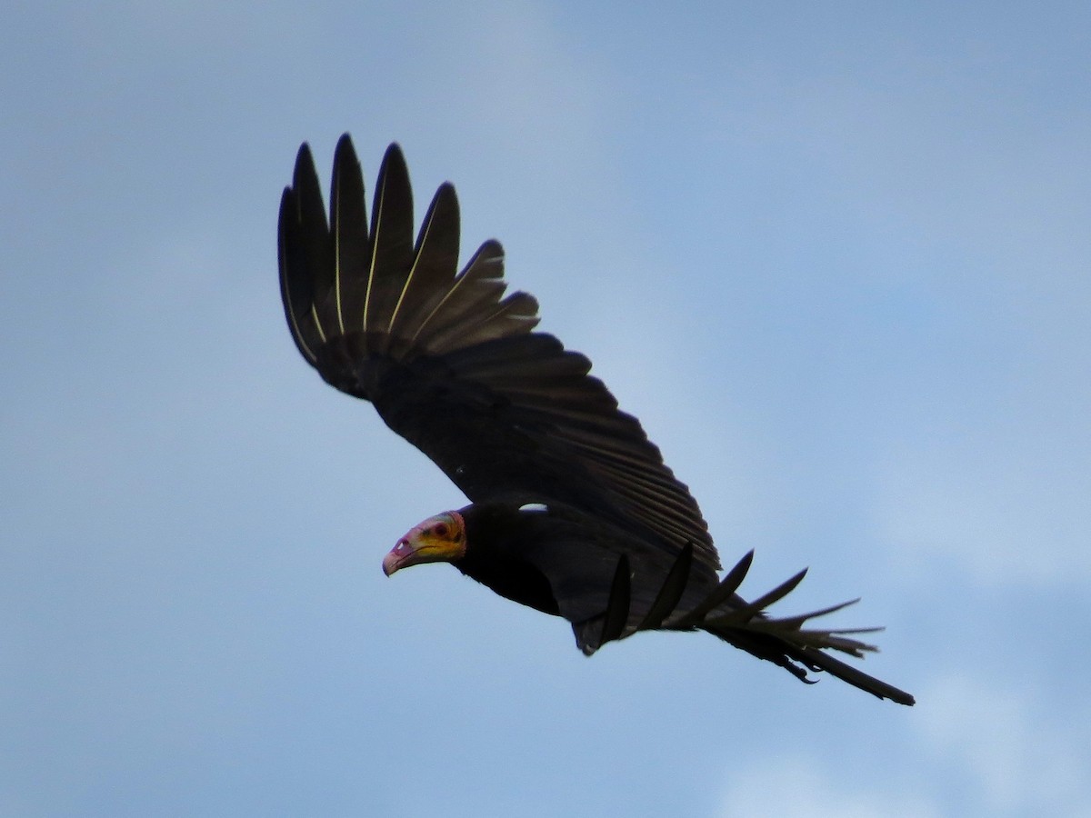 Lesser Yellow-headed Vulture - ML87700971