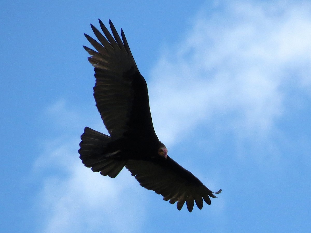 Lesser Yellow-headed Vulture - ML87700991