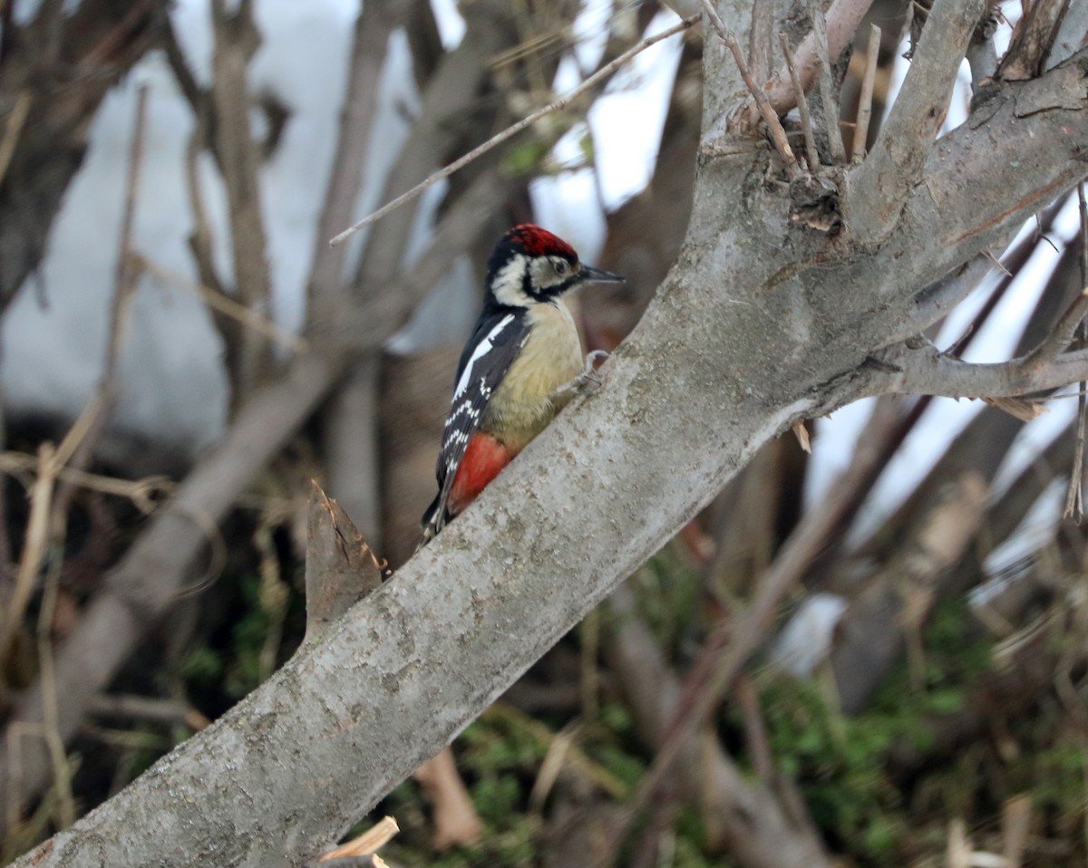 Himalayan Woodpecker - ML87701401