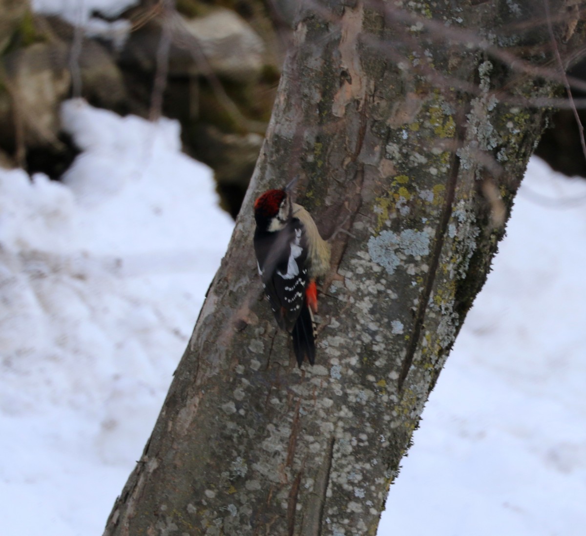Himalayan Woodpecker - ML87701431