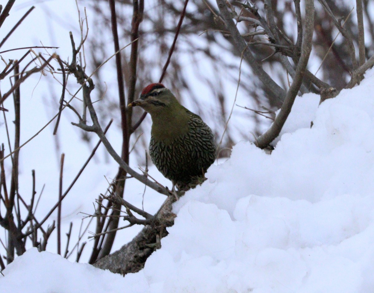 Scaly-bellied Woodpecker - Suresh  Rana