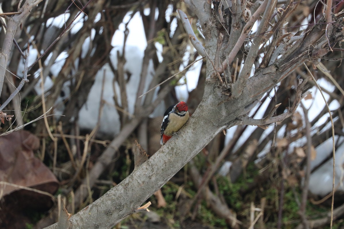 Himalayan Woodpecker - ML87701531