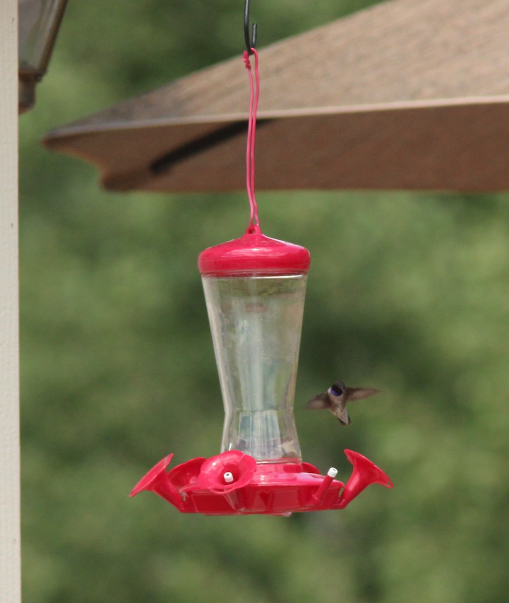 Black-chinned Hummingbird - Debby Parker