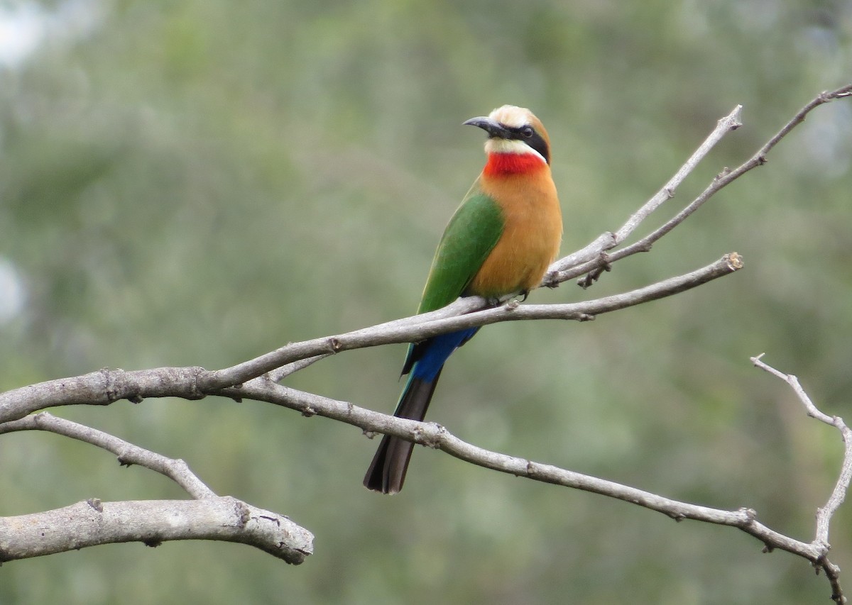 White-fronted Bee-eater - Michael Woodruff