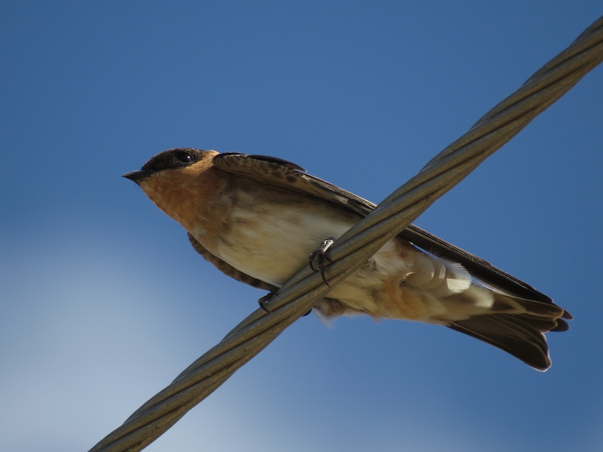 Cave Swallow (Texas) - John van Dort