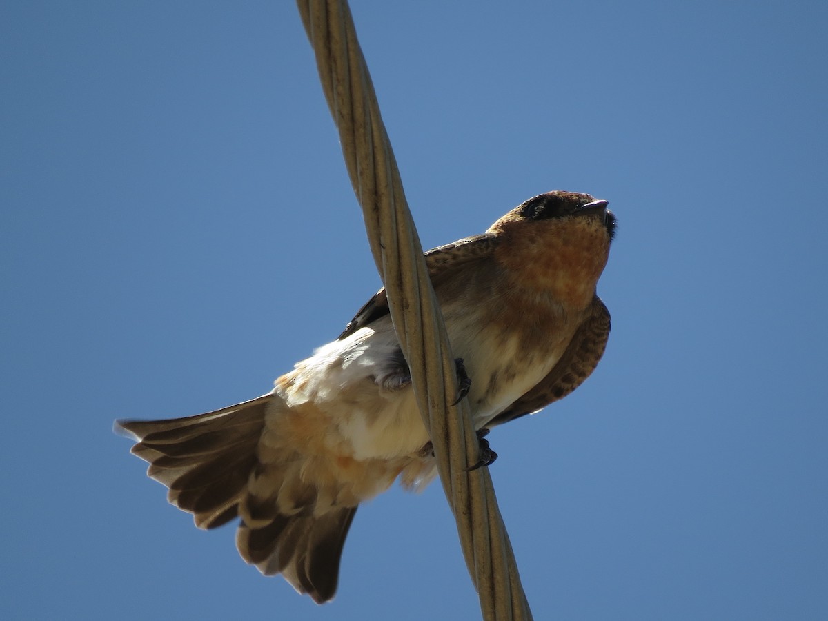 Cave Swallow (Texas) - John van Dort
