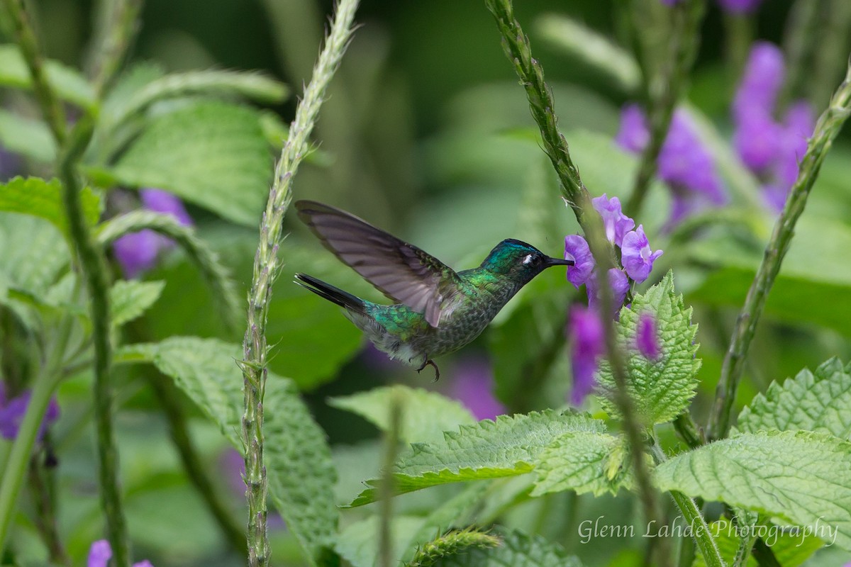 Violet-headed Hummingbird - Glenn Lahde