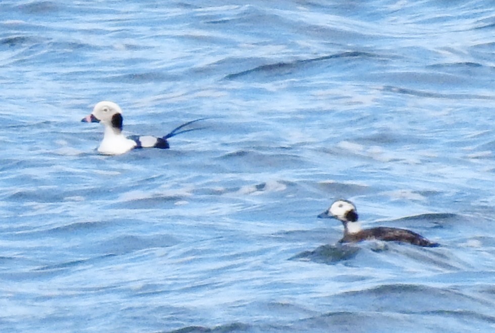 Long-tailed Duck - ML87706521
